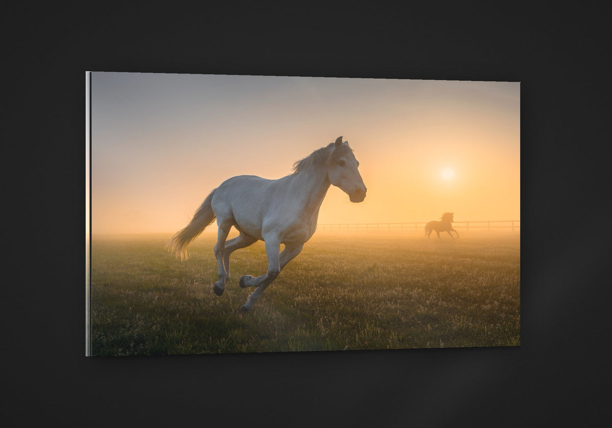 The Gallop acryl