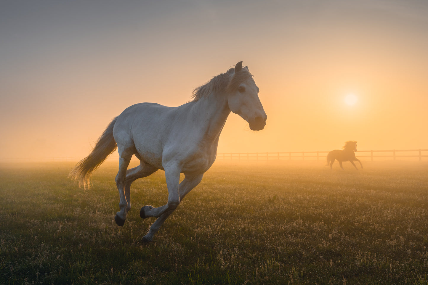 The Gallop