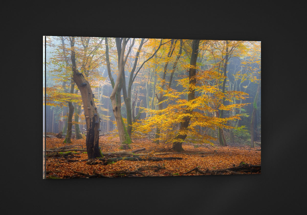 The Golden Beech acryl