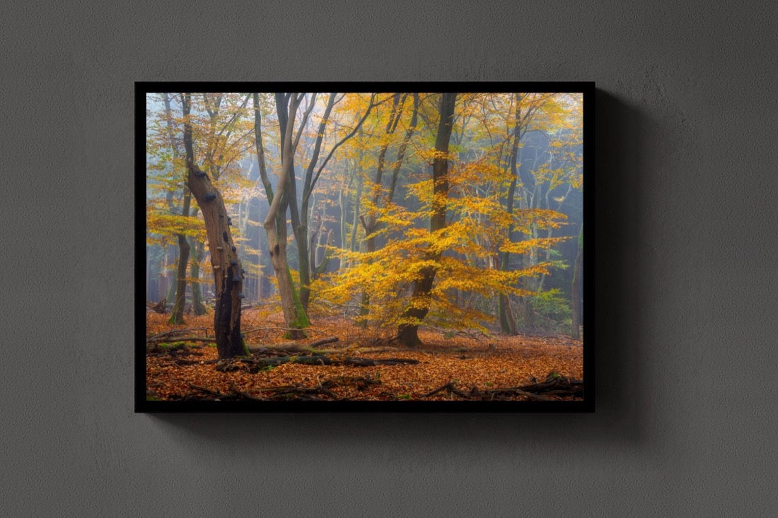 The Golden Beech lijst