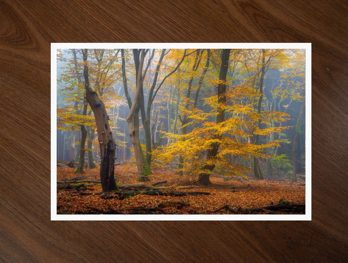The Golden Beech print