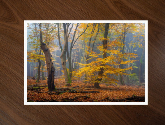 The Golden Beech print