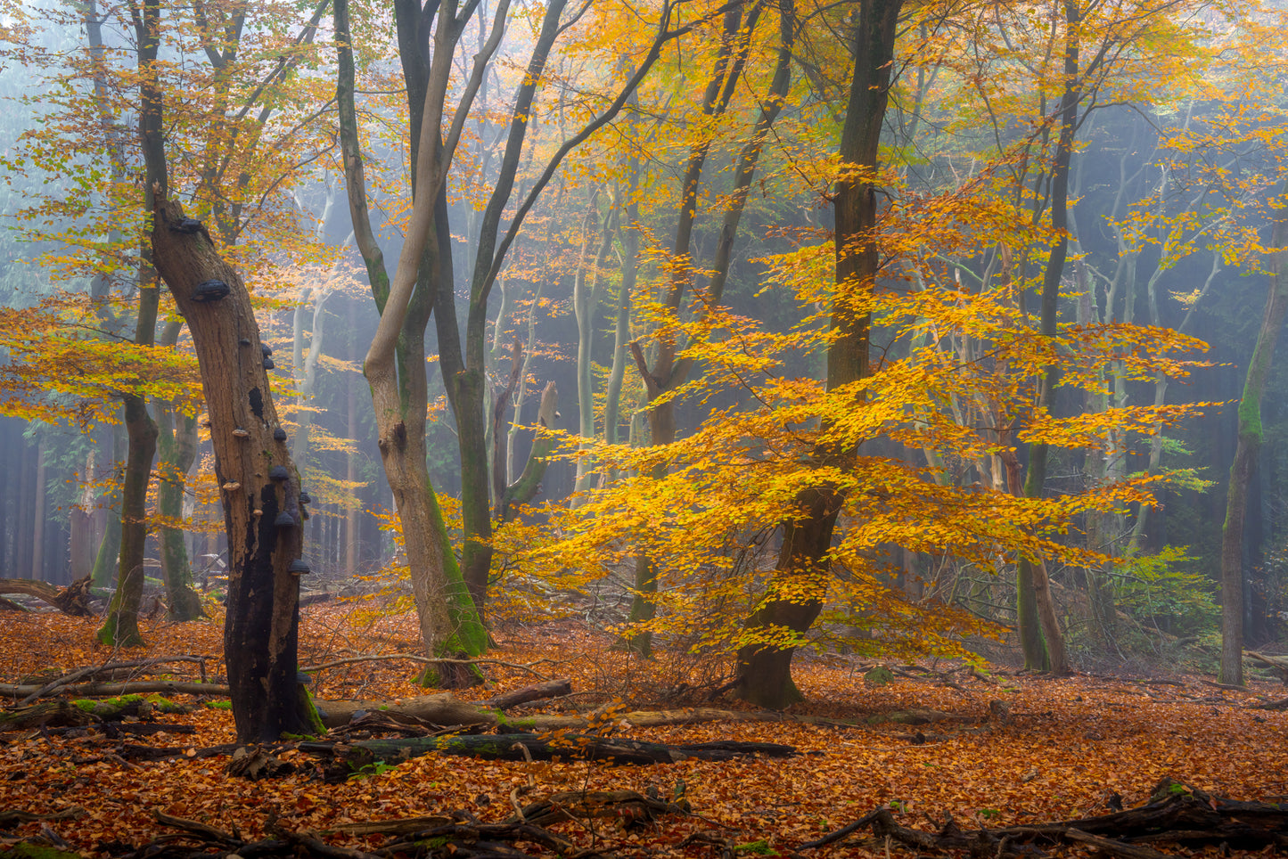The Golden Beech