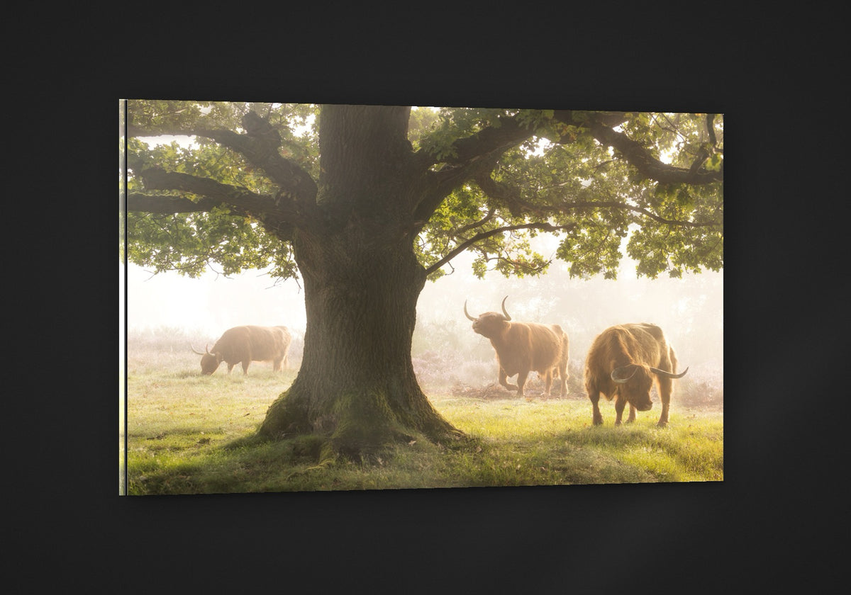 The Herd and the Oak acryl