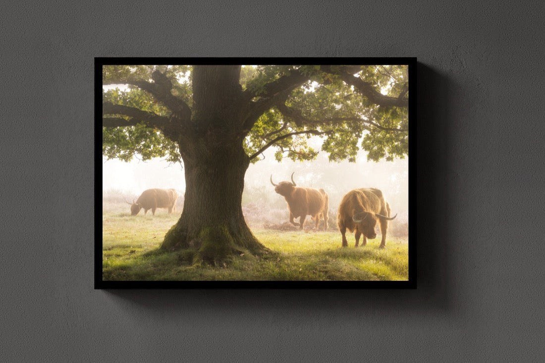 The Herd and the Oak lijst