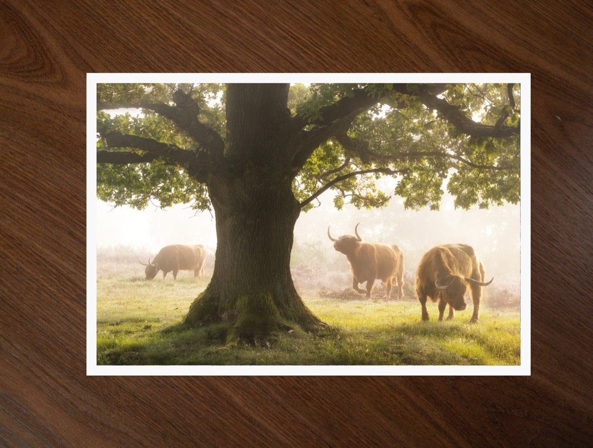 The Herd and the Oak print