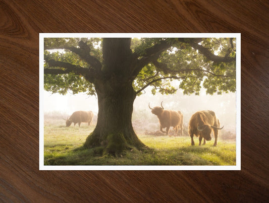 The Herd and the Oak print