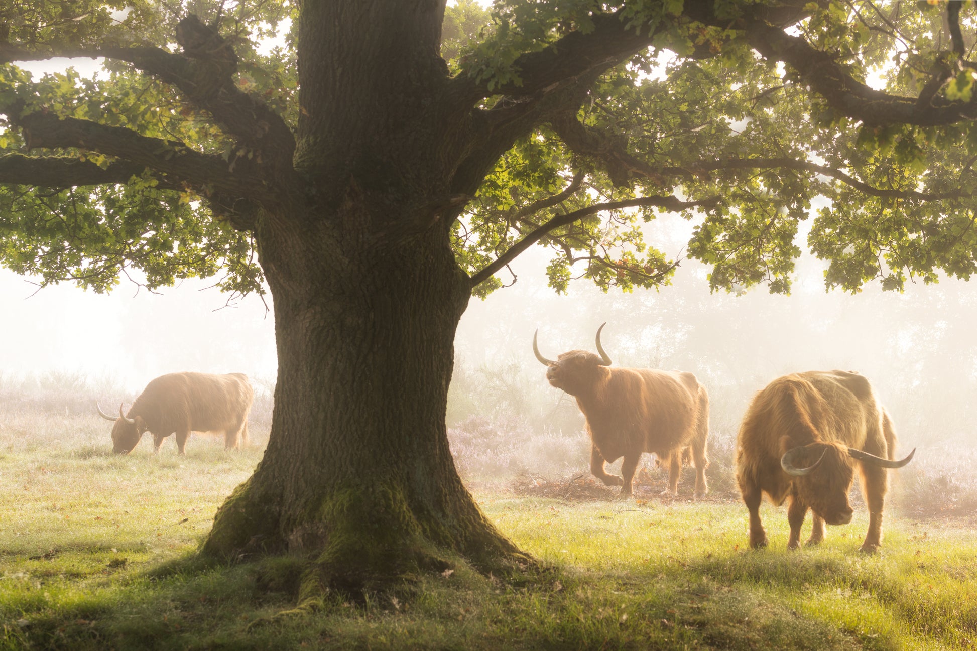 The Herd and the Oak