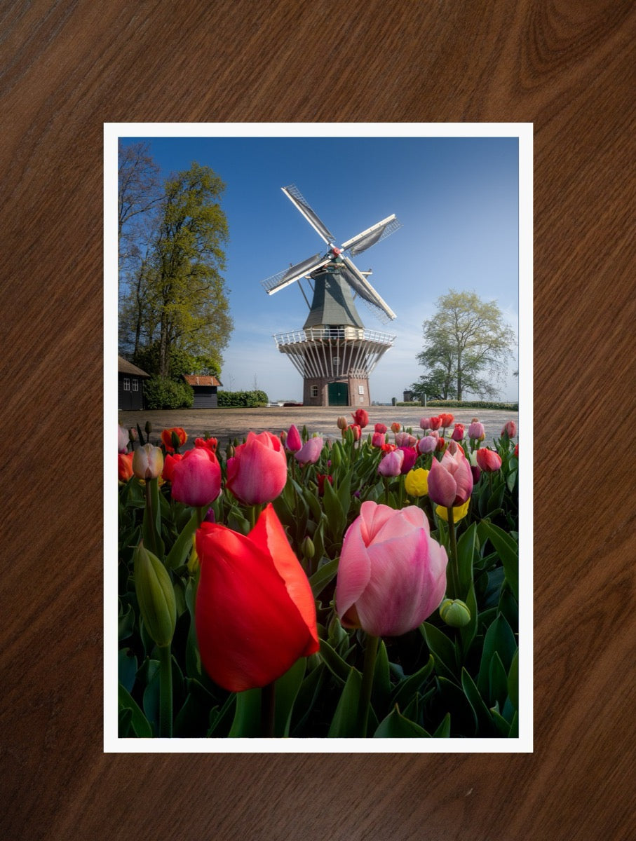 The Keukenhof Mill print