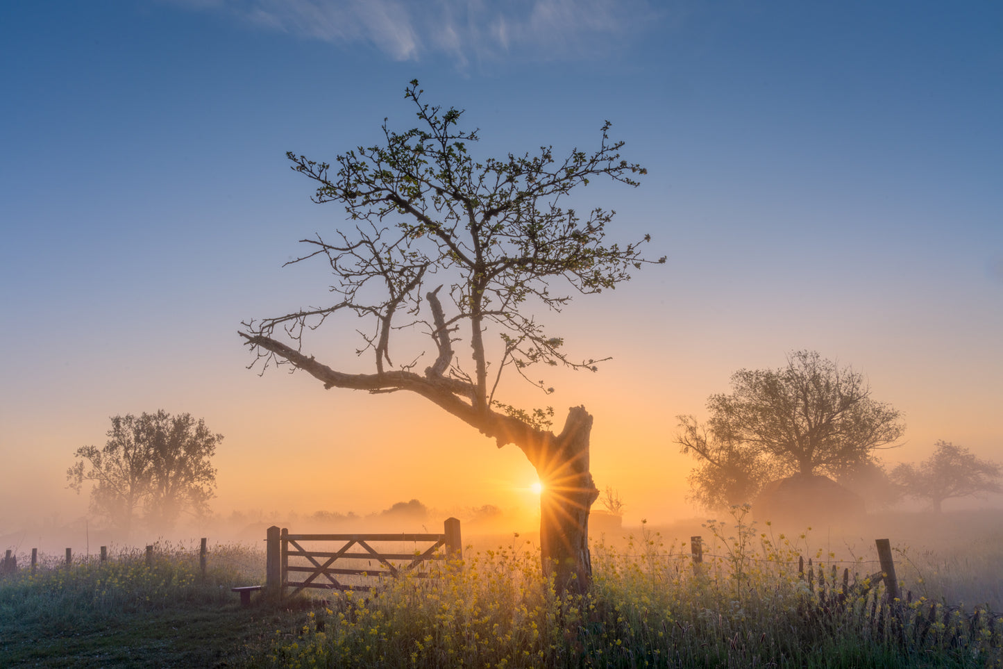 The Morning Gate