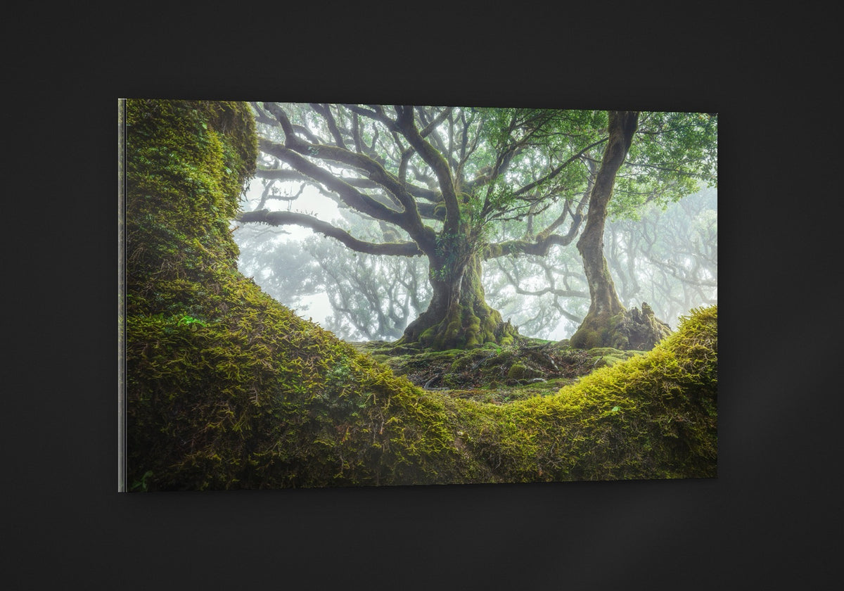 The Moss Cradle acryl