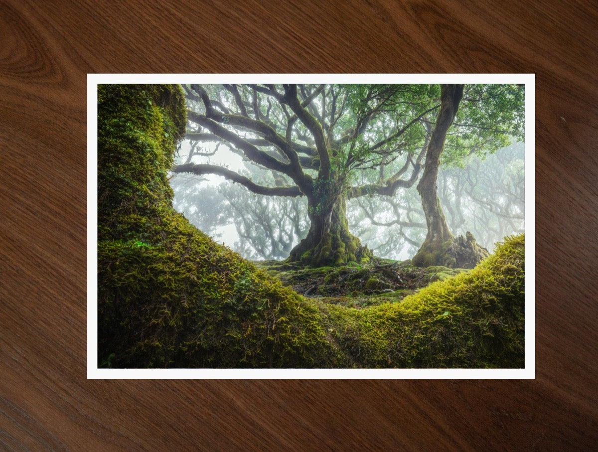 The Moss Cradle print