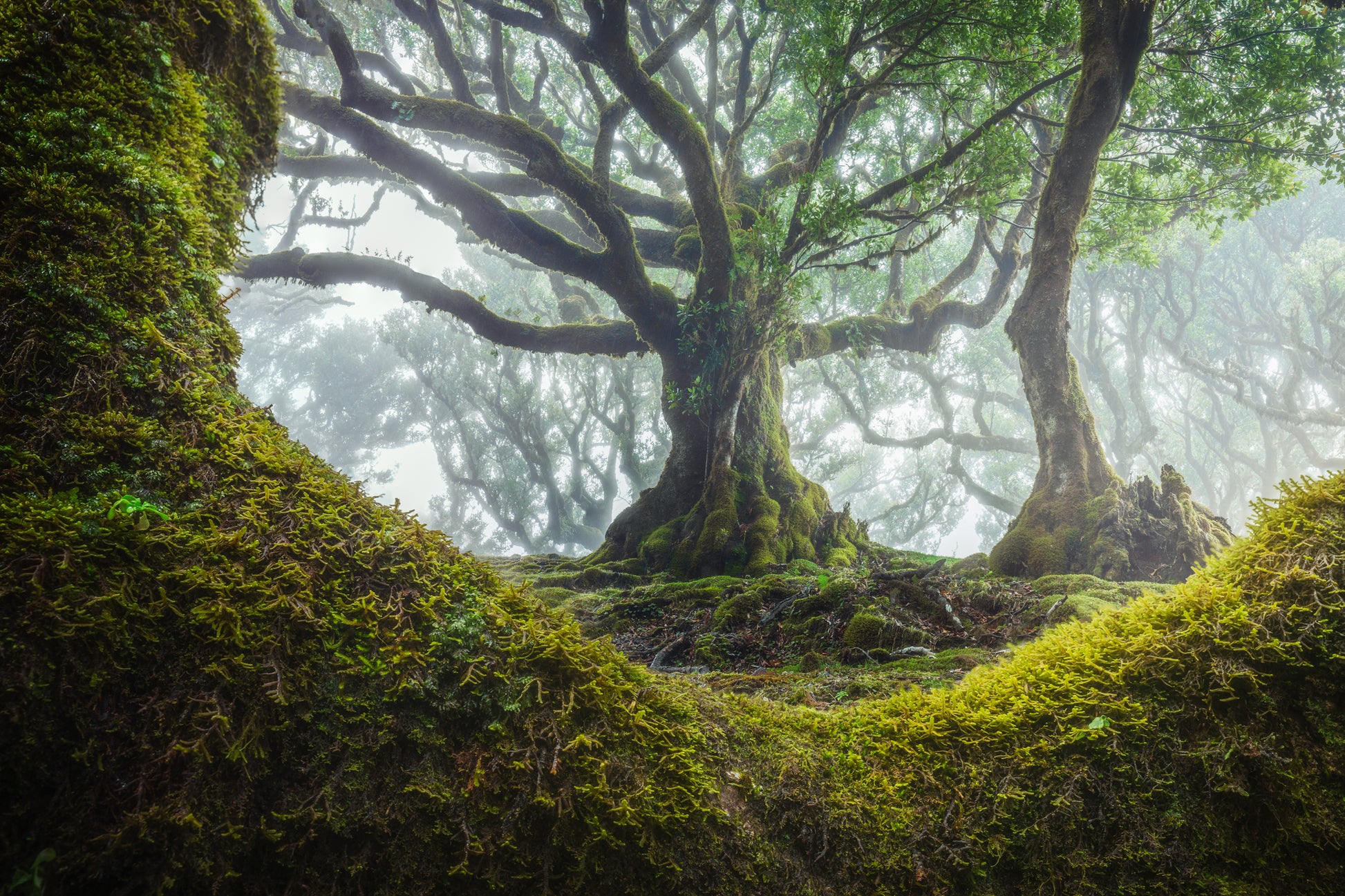 The Moss Cradle