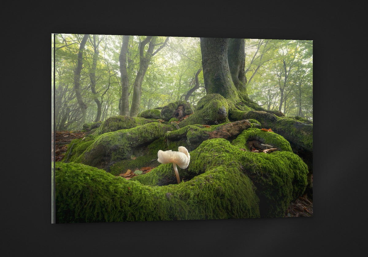 The Moss Garden acryl