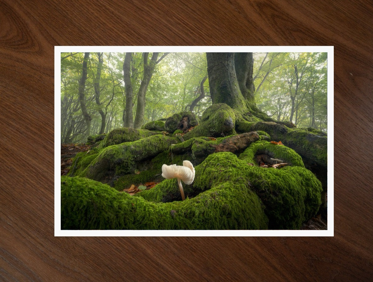 The Moss Garden print