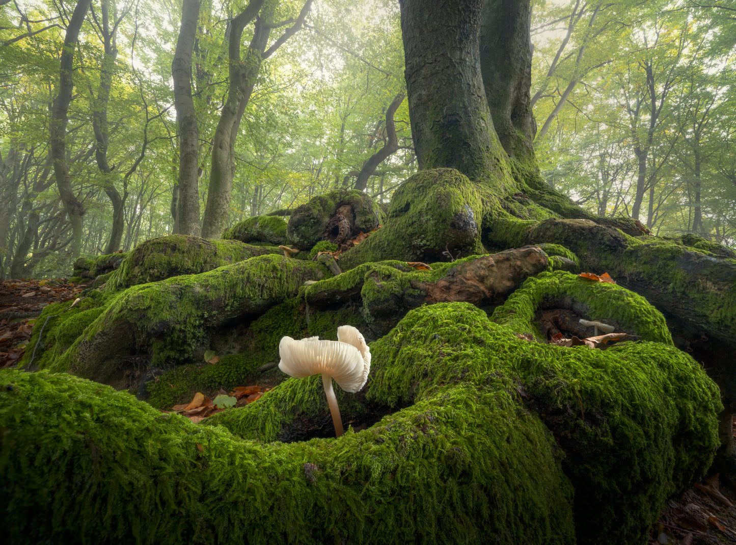 The Moss Garden