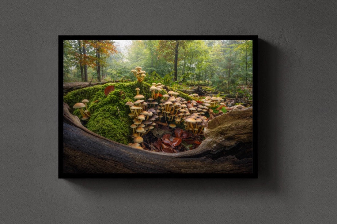The Mossy Kingdom lijst