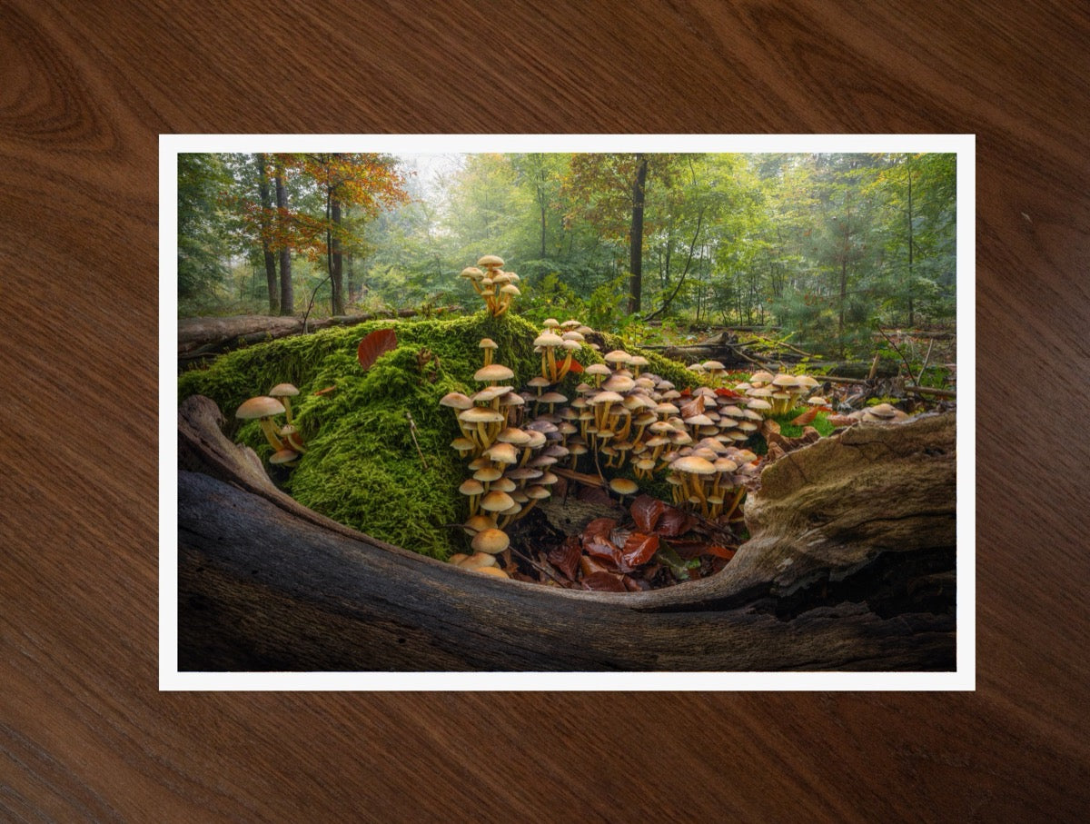 The Mossy Kingdom print