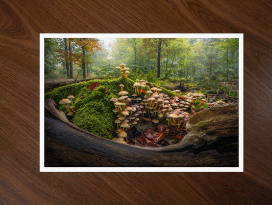 The Mossy Kingdom print