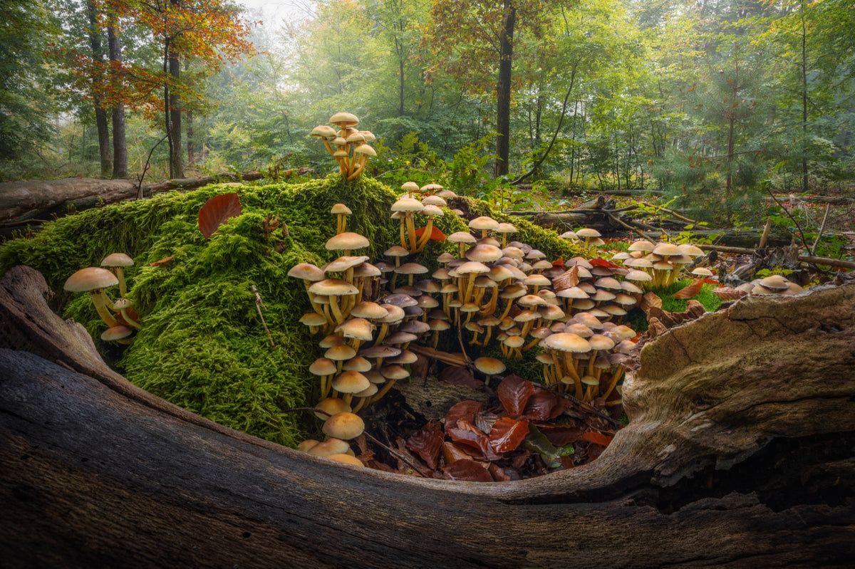 The Mossy Kingdom
