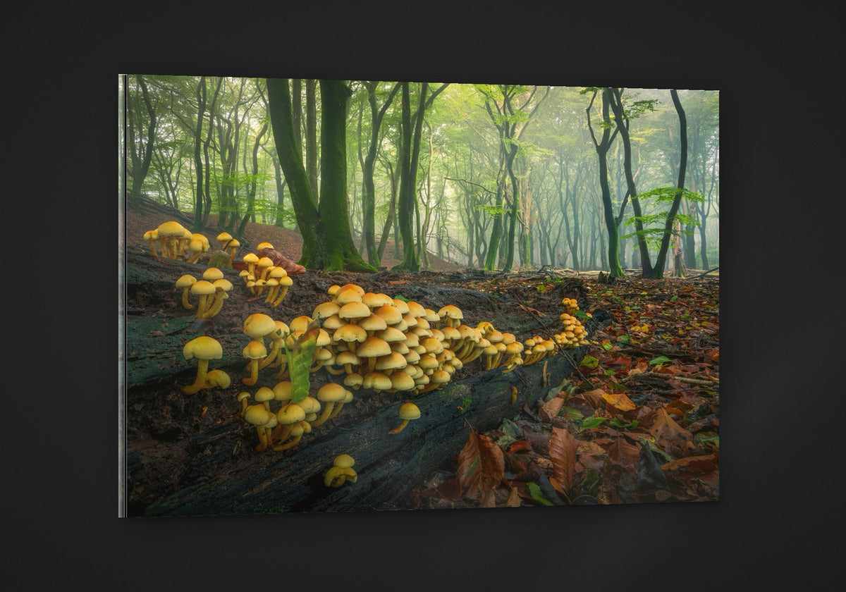The Mushroom Colony acryl