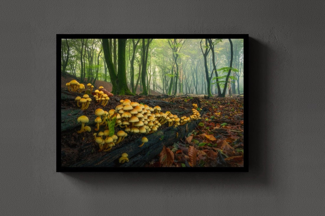 The Mushroom Colony lijst