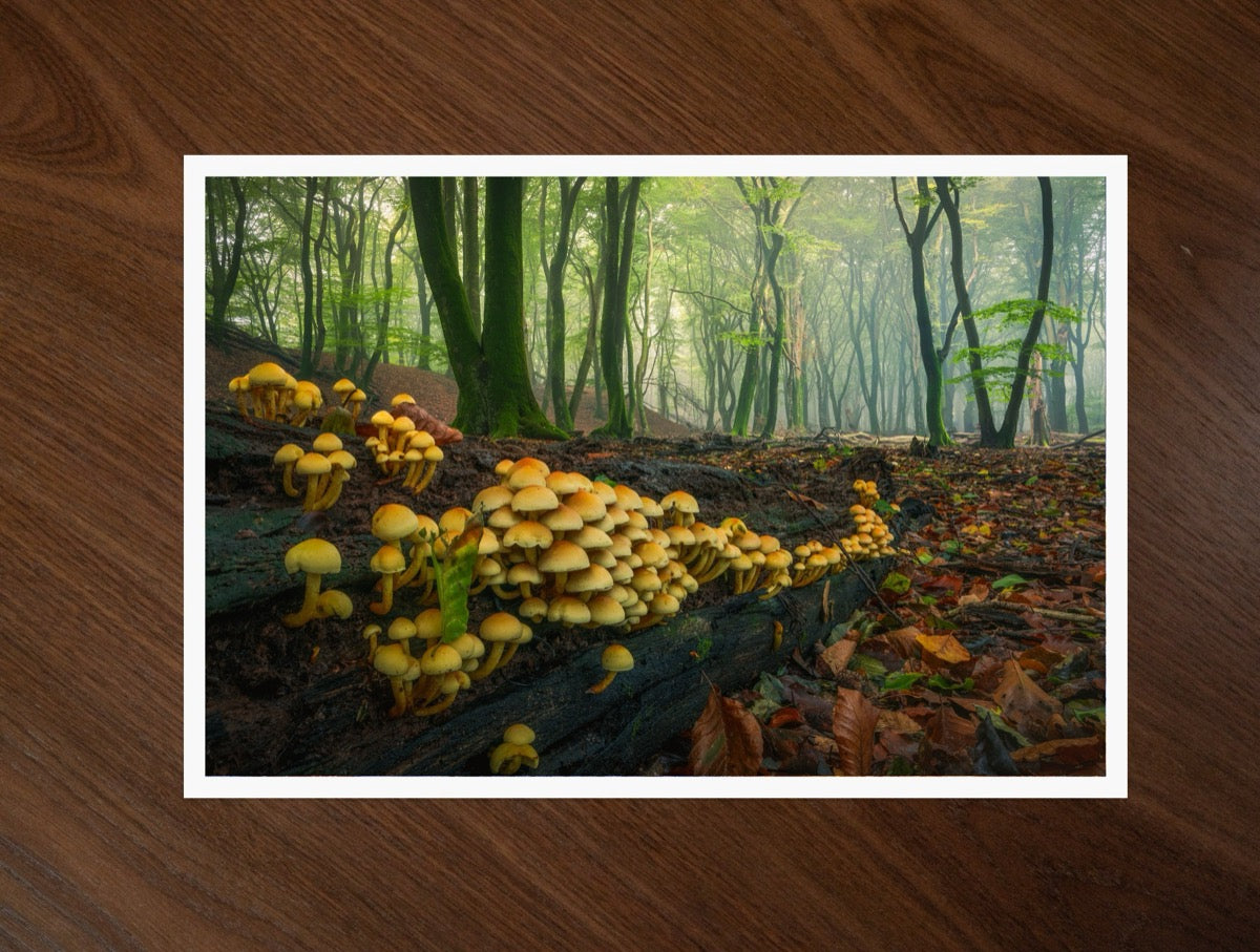 The Mushroom Colony print
