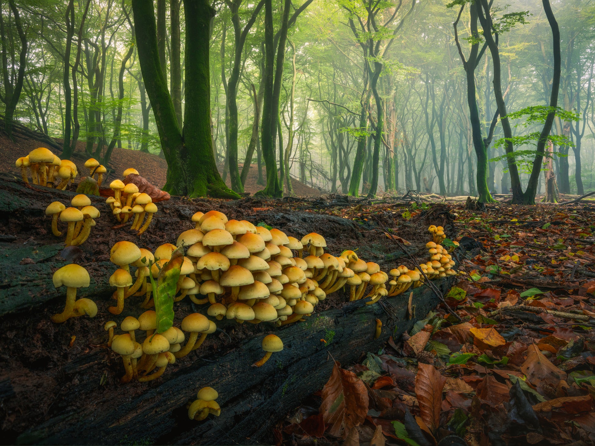 The Mushroom Colony