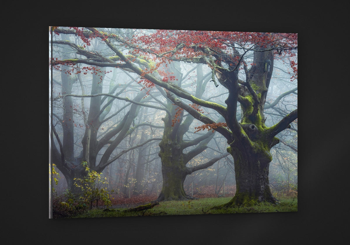 The Old Beech acryl
