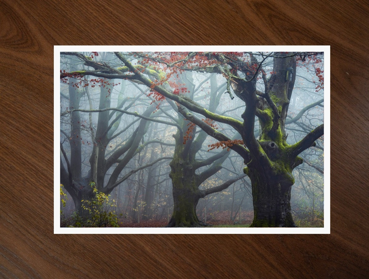 The Old Beech print