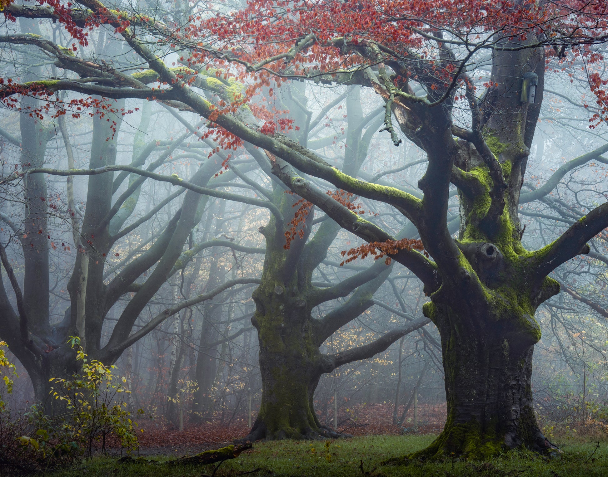 The Old Beech