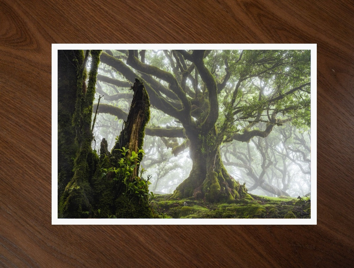 The Old Laurel print