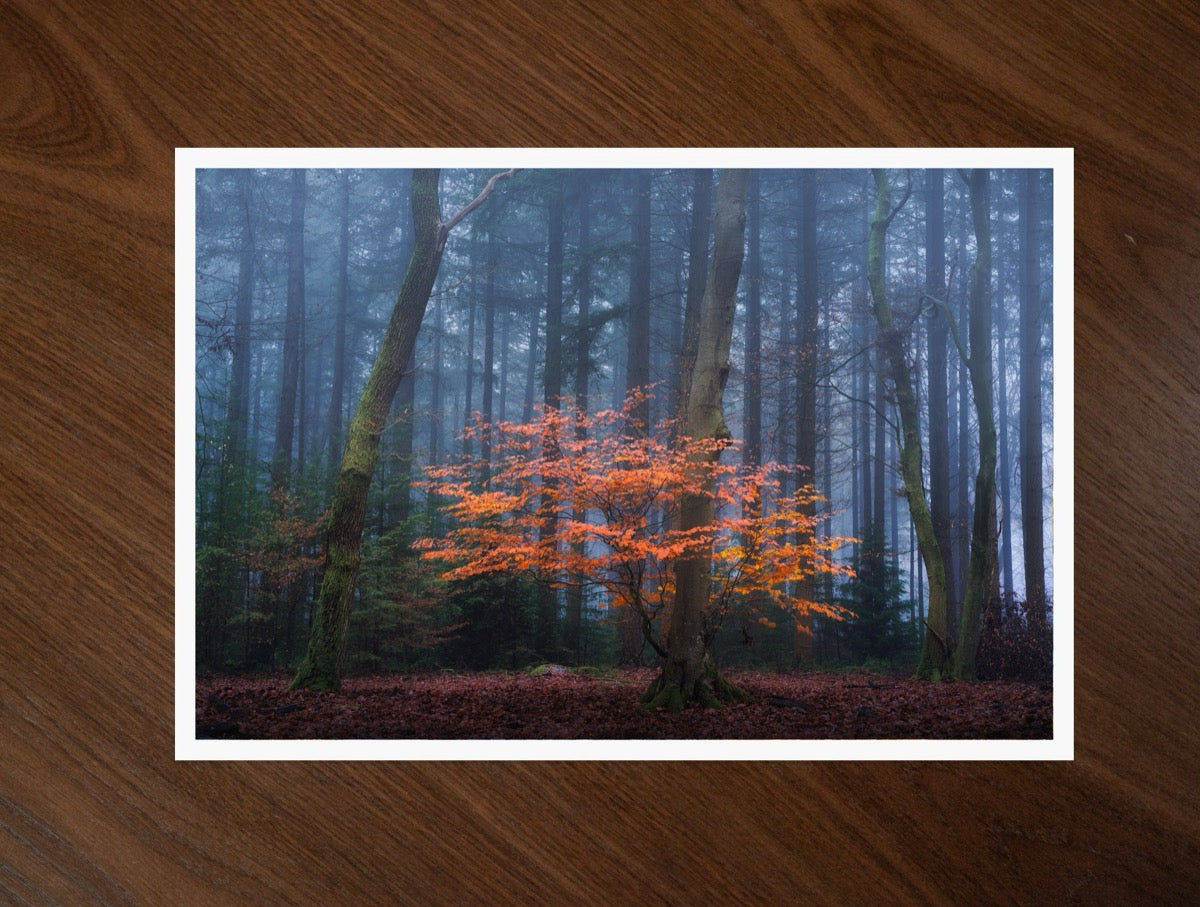 The Orange Touch print
