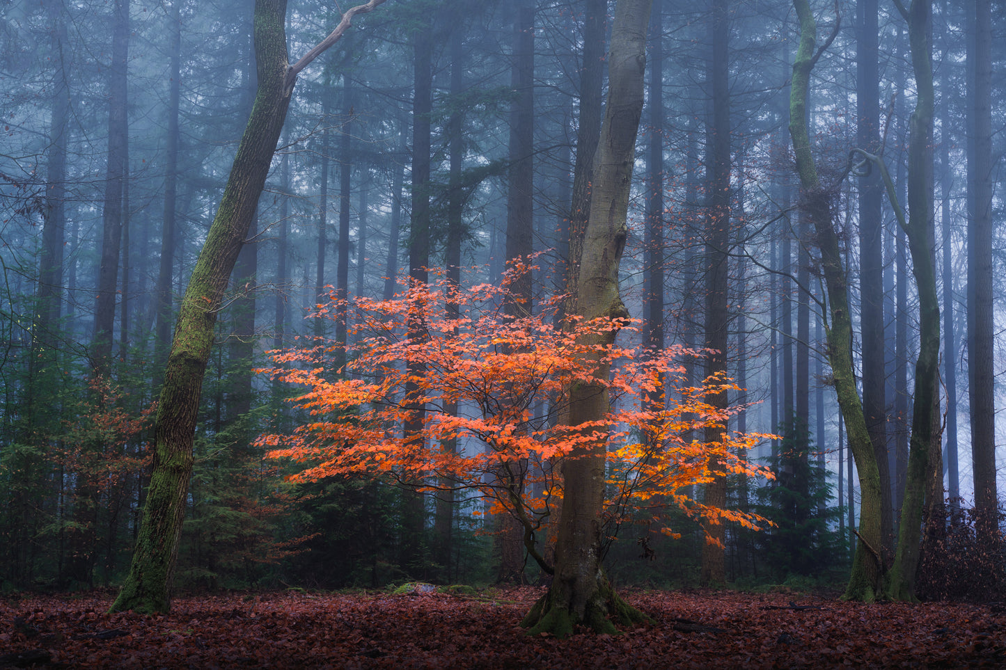 The Orange Touch
