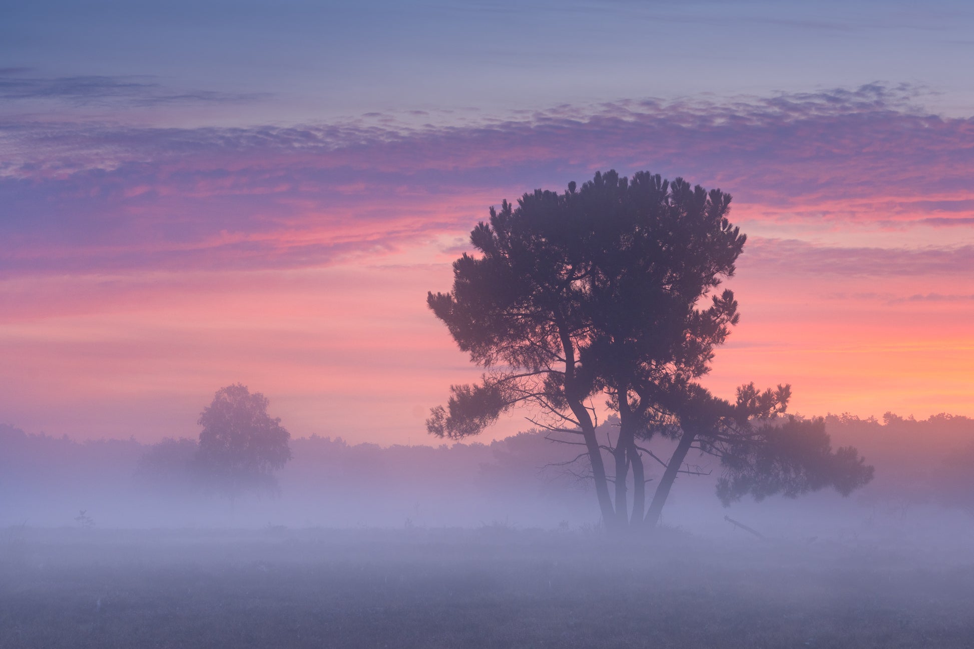 The Pastel Tree