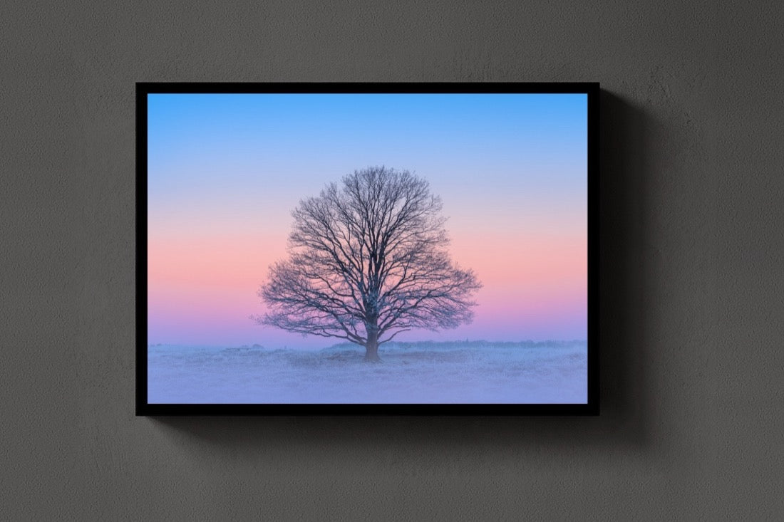 The Pink Morning lijst