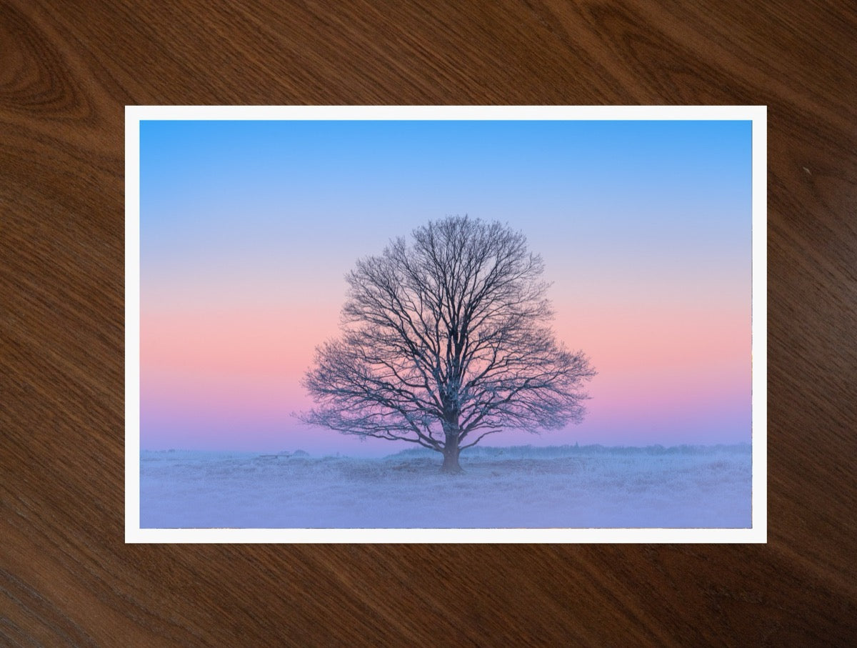The Pink Morning print