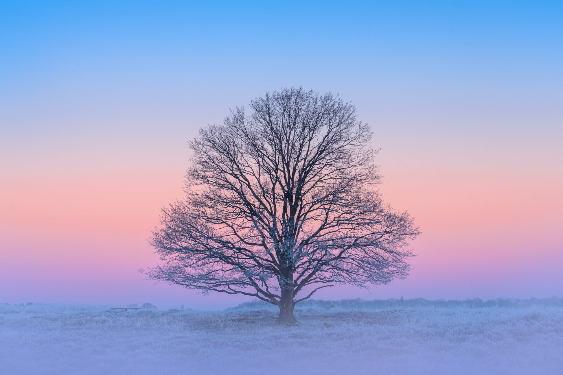 The Pink Morning