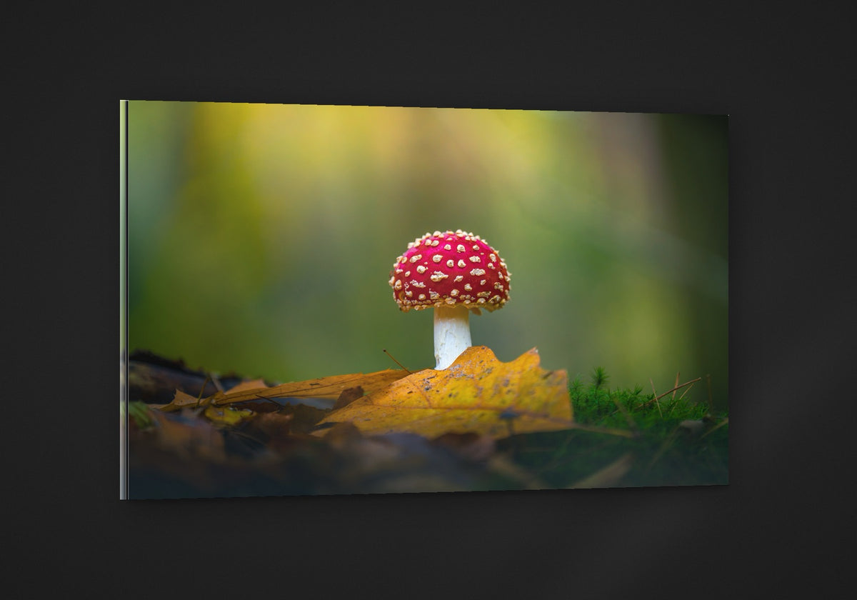 The Red Cap acryl