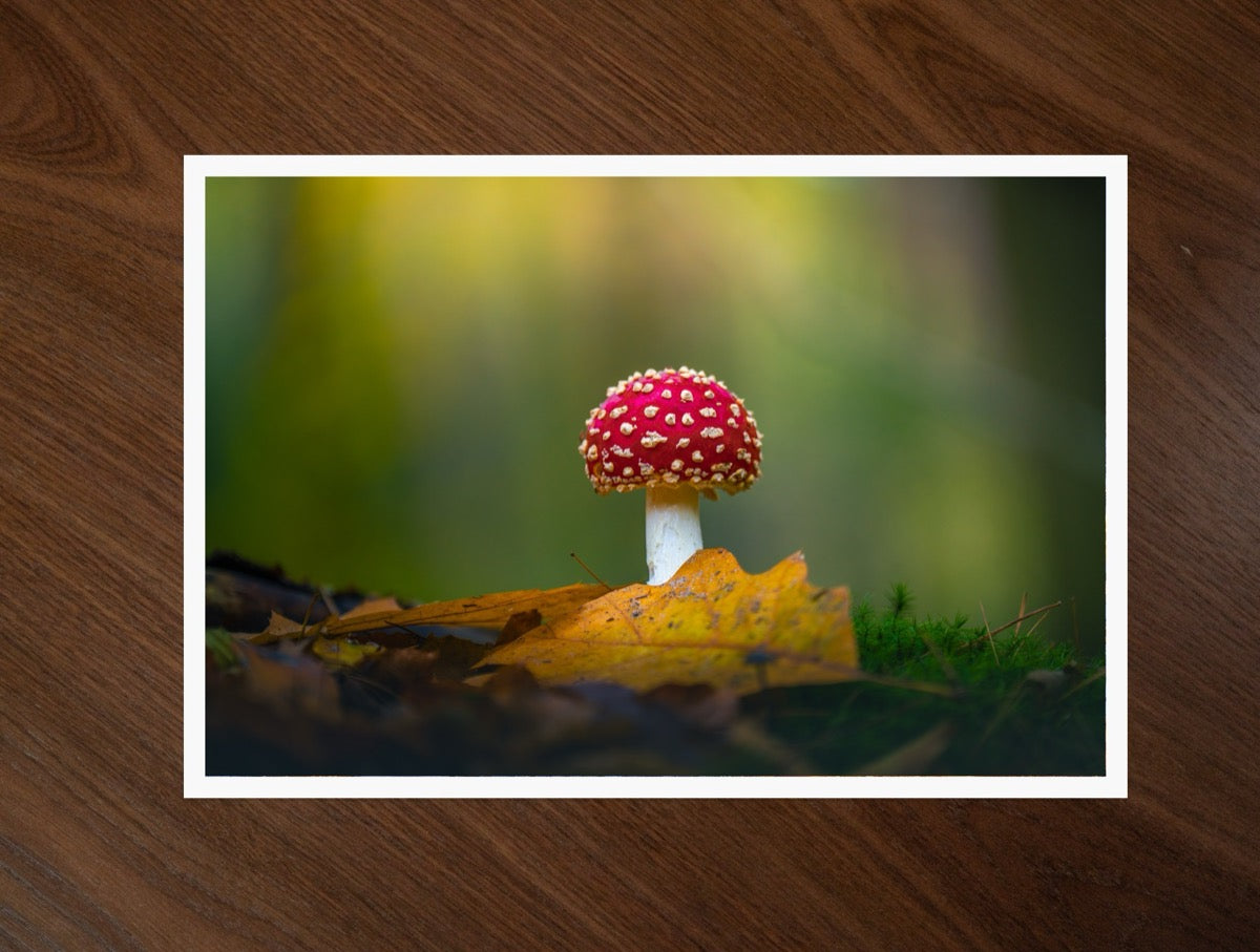 The Red Cap print