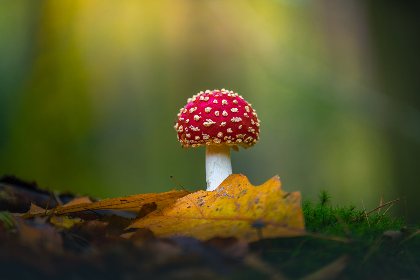 The Red Cap
