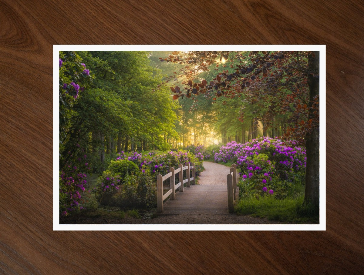 The Rhododendron Path print