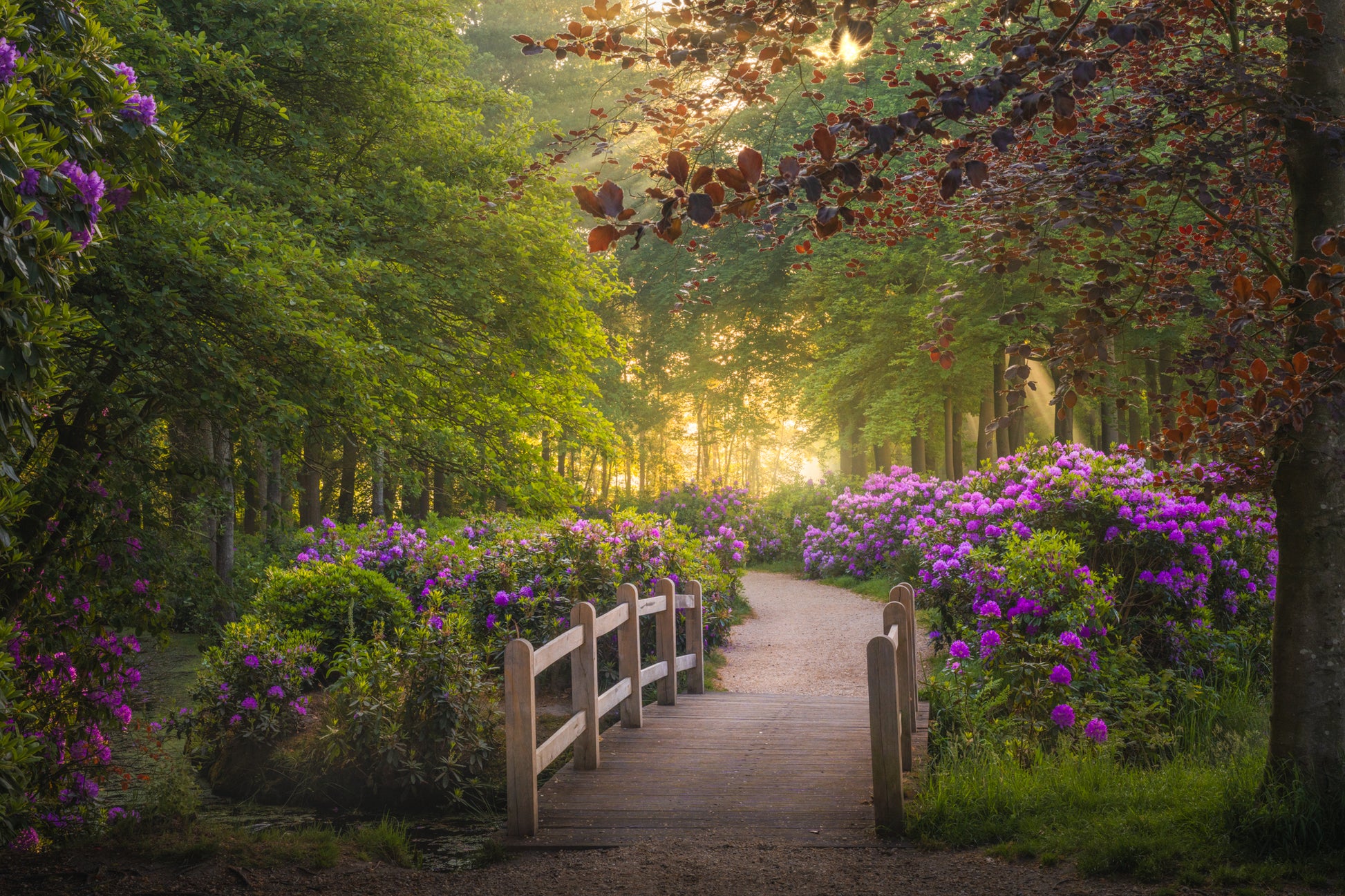 The Rhododendron Path
