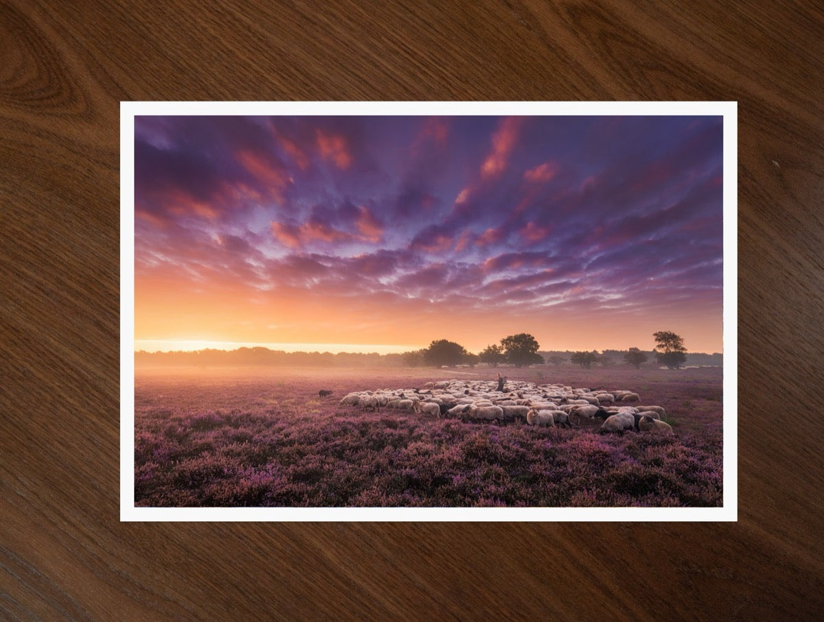 The Shepherd print