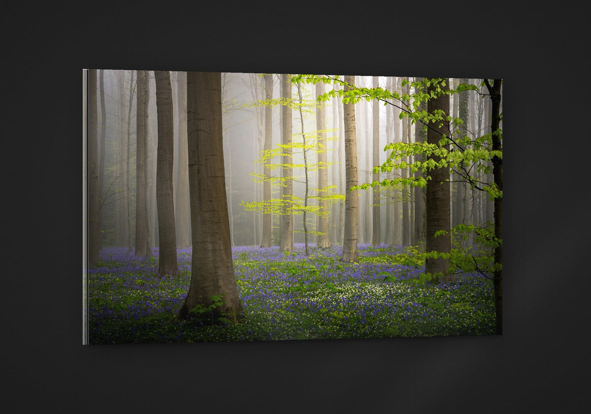 The Spring Forest acryl