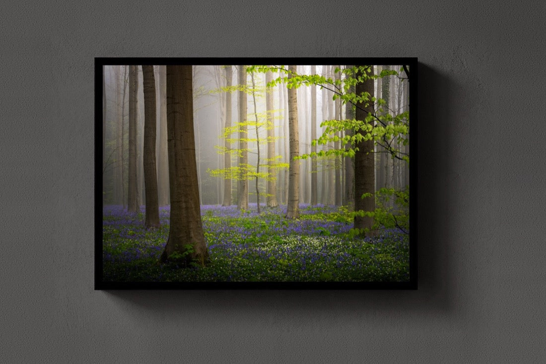 The Spring Forest lijst