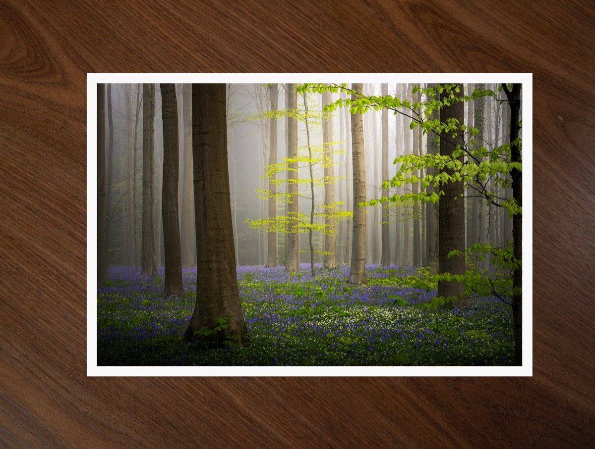 The Spring Forest print