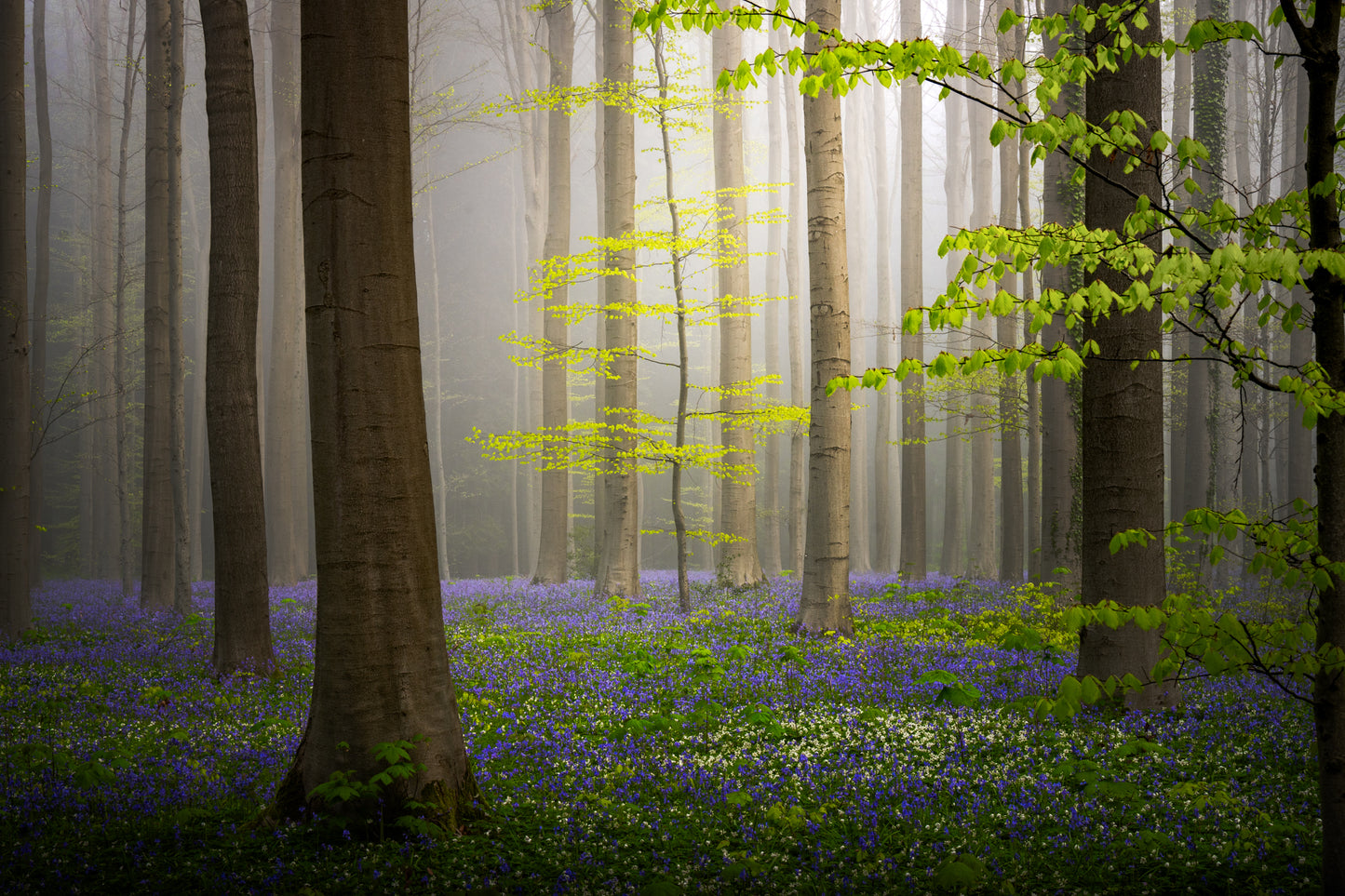 The Spring Forest