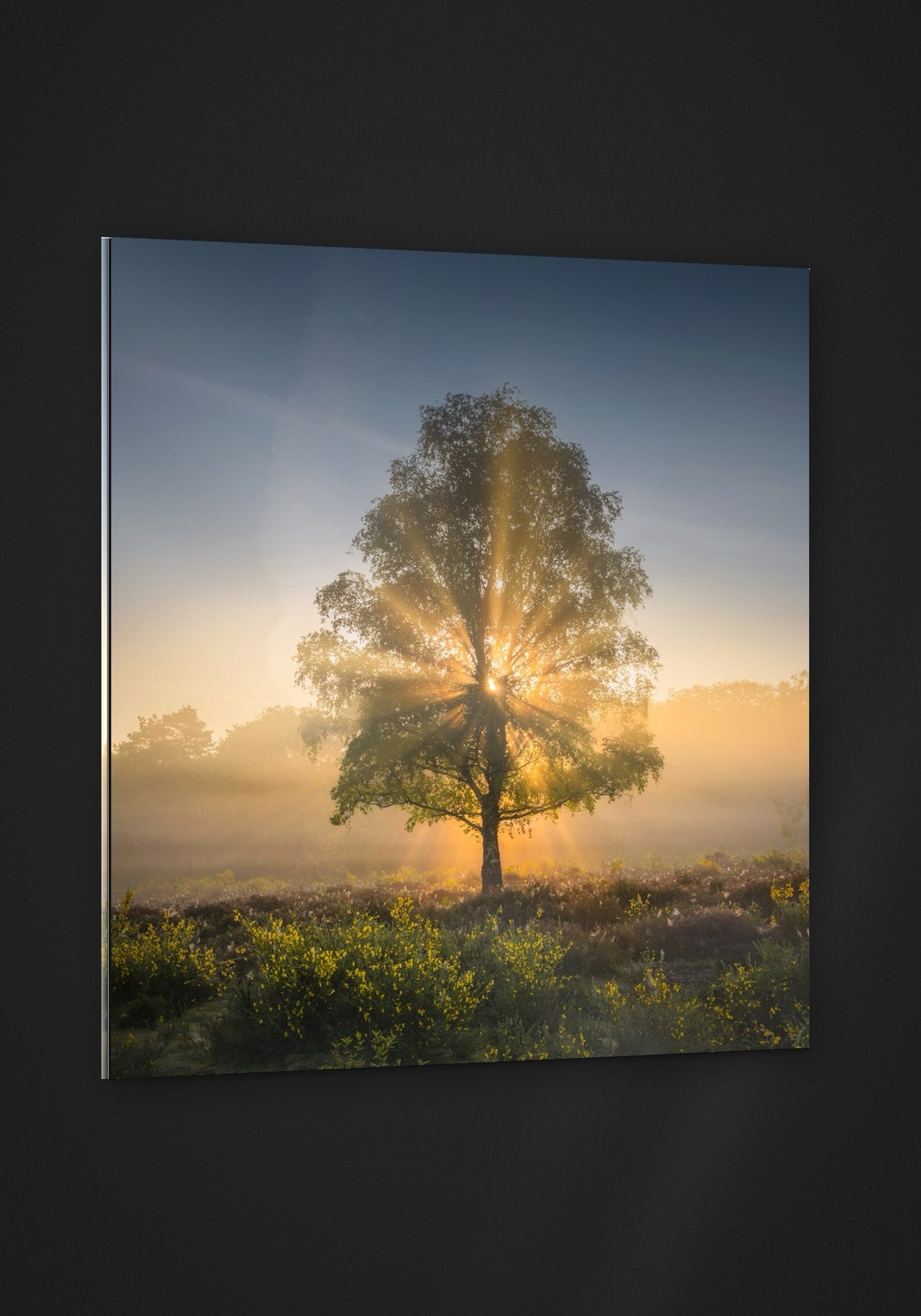 The Sun Tree acryl