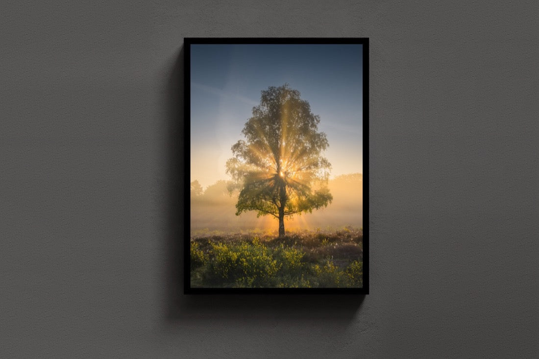 The Sun Tree lijst